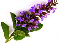 گیاه-مریم-گلی-برای-پوست-و-مو.jpg گیاه-مریم-گلی-برای-پوست-و-مو.jpg