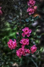 full_pink-flower-background-20.jpg