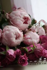 full_pink-flower-background-12.jpg