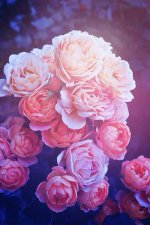 full_pink-grand-flower-background-5.jpg
