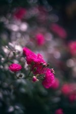full_pink-grand-rose-10.jpg