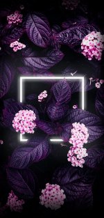 پس زمینه واتساپ بنفش.jpg