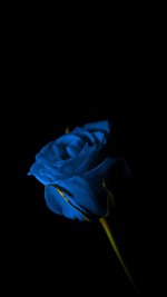 9be5309a8a85966db78f7d2a37e9bb3b.jpg