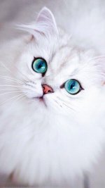 d968124942d4627faee5dc39c71548c8.jpg