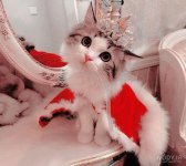 nody-عکس-بچه-گربه-برای-پروفایل-1637755822.jpg
