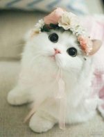 nody-عکس-گربه-بانمک-برای-پروفایل-1633193546.jpg