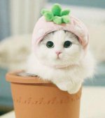 nody-عکس-برای-پروفایل-دخترونه-1631011356.jpg