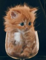 cat-for-profile-12.jpg