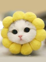 cat-for-profile-23.jpg