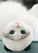 cat-for-profile-22.jpg