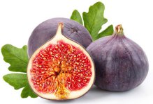 Fig.jpg