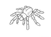 aid679155-v4-900px-Draw-a-Spider-Step-8-Version-2.jpg