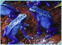 blue_poison_dart_frog.jpg