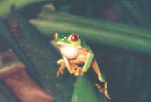 colorful_frog_small.jpg