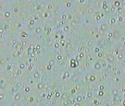 brownian.gif