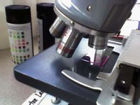 Microscope_with_stained_slide.jpg