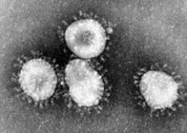 220px-Coronaviruses_004_lores.jpg