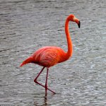 flamingo-wallpaper.jpg