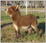 Negar_۲۰۲۲۰۷۲۷_۱۳۱۲۴۸.png