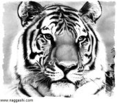 dr-an-11،www.naggashi.com_.jpg