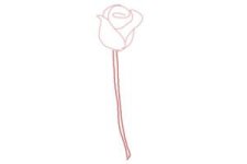 how-to-draw-a-rose-step-by-step-for-beginners-step-4-300x200.jpg