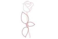 how-to-draw-a-rose-step-by-step-for-beginners-step-5-300x200.jpg
