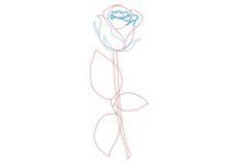 how-to-draw-a-rose-step-by-step-for-beginners-step-7-300x200.jpg