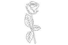 how-to-draw-a-rose-step-by-step-for-beginners-step-9-300x200.jpg