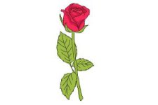 how-to-draw-a-rose-step-by-step-for-beginners-step-10-300x200.jpg
