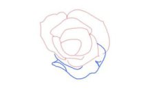 how-to-draw-an-open-rose-step-4-300x200.jpg