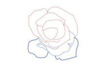 how-to-draw-an-open-rose-step-5-300x200.jpg