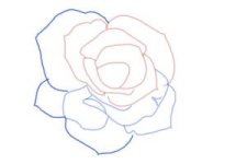 how-to-draw-an-open-rose-step-6-300x200.jpg