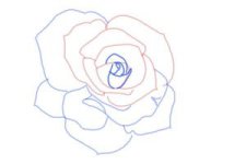 how-to-draw-an-open-rose-step-7-300x200.jpg