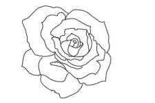 how-to-draw-an-open-rose-step-8-300x200.jpg