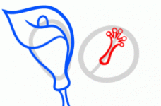 how-to-draw-lilies-for-kids-step-4_1_000000145787_3-300x198.gif