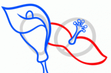 how-to-draw-lilies-for-kids-step-5_1_000000145789_3-300x198.gif