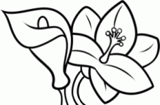 how-to-draw-lilies-for-kids-step-7_1_000000145793_3-300x198.gif