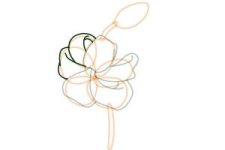 how-to-draw-a-tiger-lily-step-6-300x200.jpg