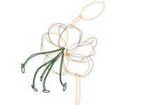 how-to-draw-a-tiger-lily-step-7-300x200.jpg