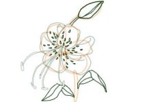 how-to-draw-a-tiger-lily-step-8-300x200.jpg