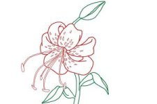 how-to-draw-a-tiger-lily-step-9-300x200.jpg