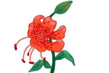 how-to-draw-a-tiger-lily-step-10-300x200.jpg