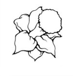 35-flower-drawing (2).jpg