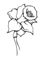 35-flower-drawing (3).jpg