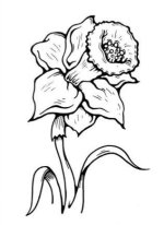 35-flower-drawing (5).jpg