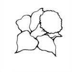 35-flower-drawing (1).jpg
