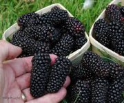 بارگیری (36).jpeg