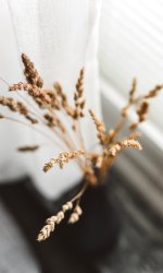 _uhdflowers436.jpg
