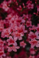 _fhdflowers744.jpg