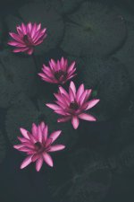_uhdflowers85.jpg
